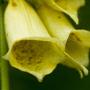 Digitalis grandiflora / Наперстянка крупноцветковая