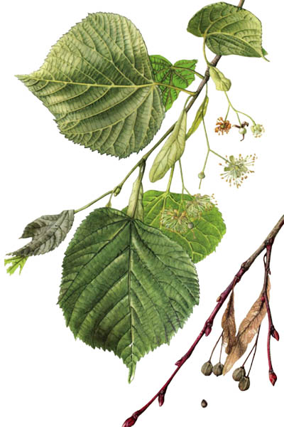Tilia platyphyllos / Large-leaved lime, large-leaved linden / Липа крупнолистная