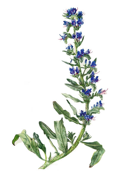 Echium vulgare / Viper's bugloss, blueweed / Синяк обыкновенный