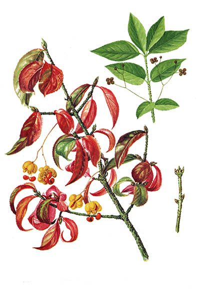 Euonymus verrucosus / Spindle tree, warty euonymus / Бересклет бородавчатый