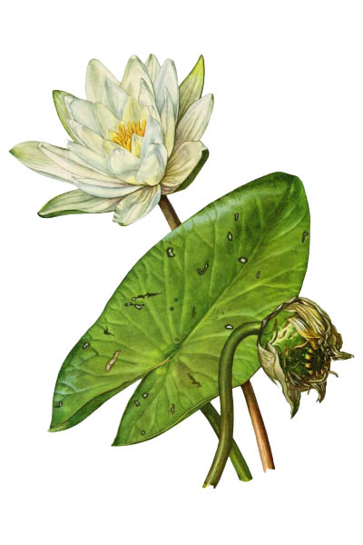 Nymphaea alba / European white water lily, white water rose, white nenuphar / Кувшинка белая