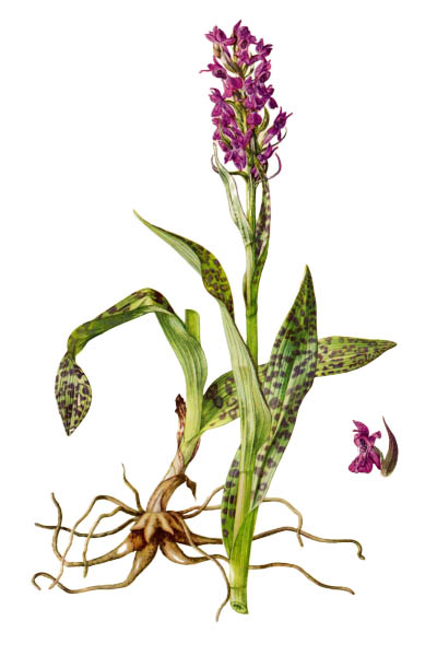 Orchis impudicus / Orchis impudicus / Весёлка обыкновенная