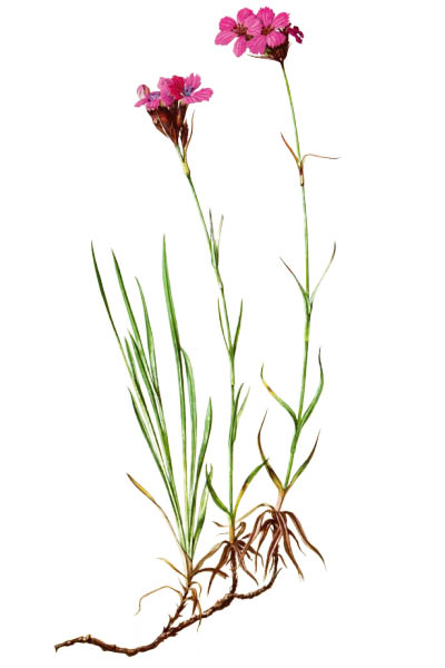 Dianthus carthusianorum / Carthusian Pink / Гвоздика картузианская