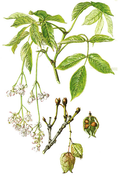 Staphylea pinnata / European bladdernut / Клекачка перистая