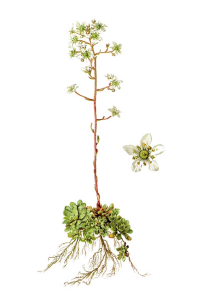 Saxifraga paniculata / Alpine saxifrage, encrusted saxifrage, lifelong saxifrage, lime-encrusted saxifrage, livelong saxifrage,  White Mountain saxifrage / Каменоломка метельчатая