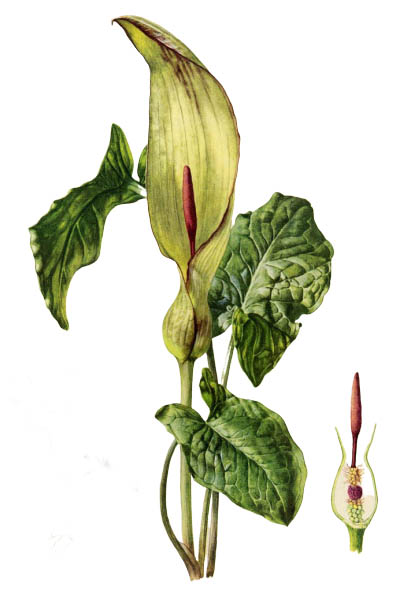 Arum maculatum / Snakeshead, adder's root, arum, wild arum, arum lily, lords-and-ladies, devils and angels, cows and bulls, cuckoo-pint / Аронник пятнистый