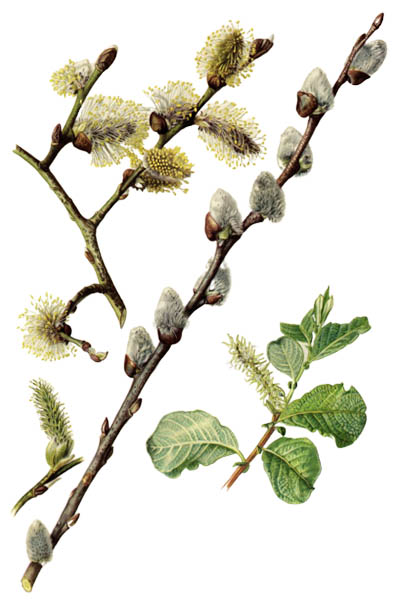 Salix caprea / Goat willow, pussy willow, great sallow / Ива козья