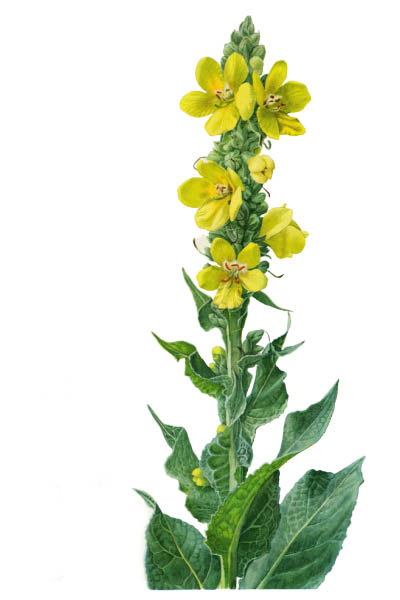 Verbascum densiflorum / Denseflower mullein, dense-flowered mullein / Коровяк высокий