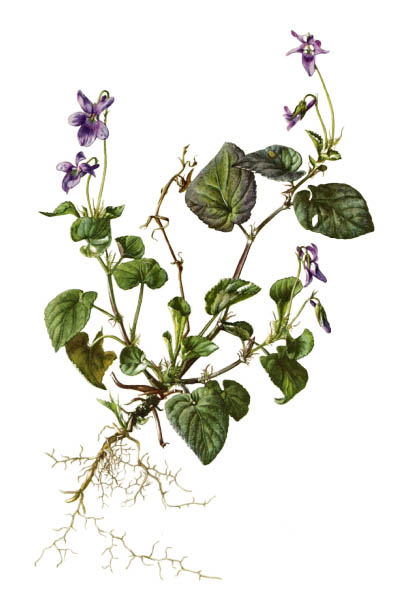 Viola reichenbachiana / Early dog-violet, pale wood violet / Фиалка Рейхенбаха