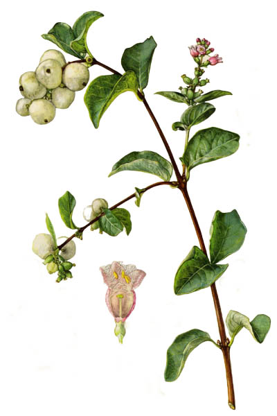 Symphoricarpos albus / Common snowberry / Снежноягодник белый