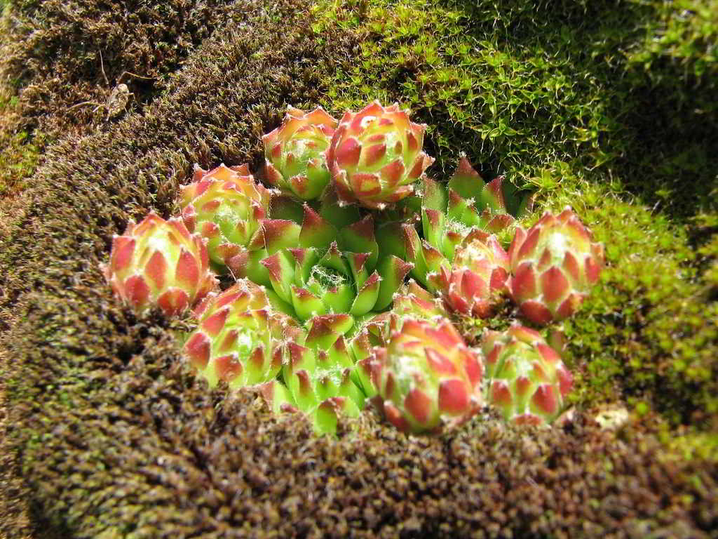 Sempervivum arachnoideum subsp. arachnoideum / Молодило паутинистое
