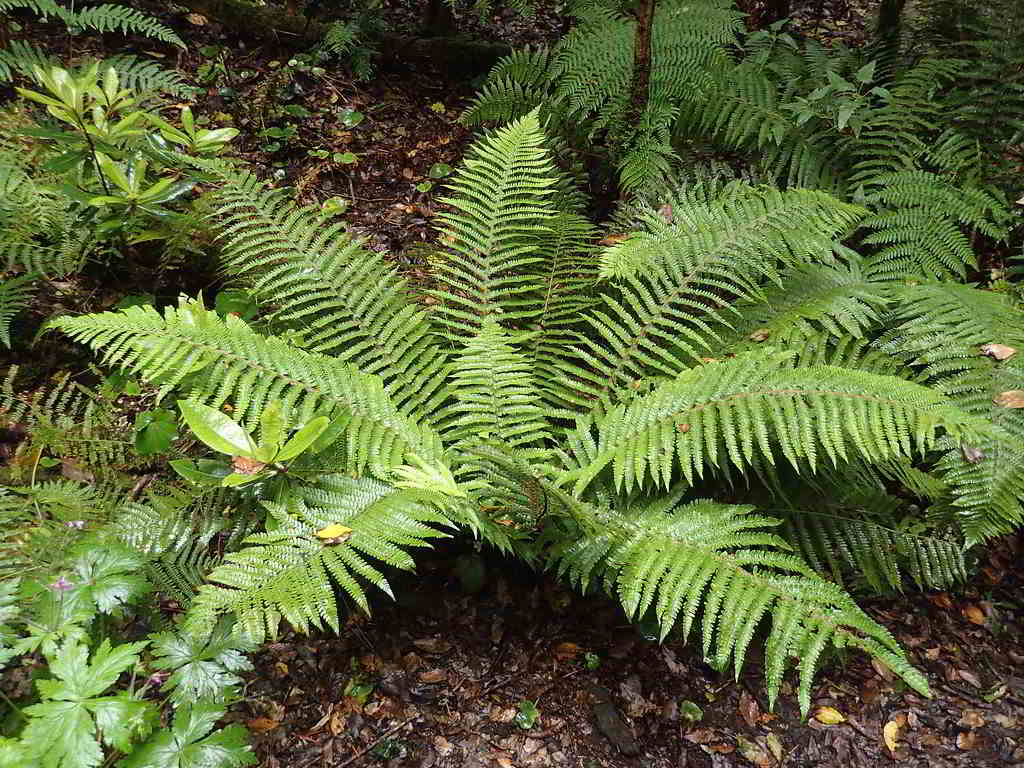 Polystichum aculeatum / Многорядник шиповатый