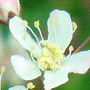 Filipendula vulgaris «Plena» / Лабазник обыкновенный «Plena»