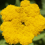 Helichrysum х thianschanicum / Гелихризум (цмин, бессмертник) тянь-шаньский