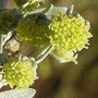 Artemisia absinthium / Полынь горькая