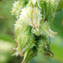 Symphytum officinale subsp. officinale / Окопник лекарственный