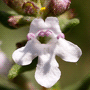 Thymus vulgaris / Тимьян обыкновенный