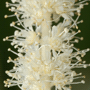Aruncus dioicus var. dioicus / Волжанка обыкновенная