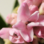 Hyacinthus orientalis / Гиацинт восточный