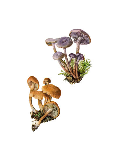 Laccaria laccata / Лаковица лаковая