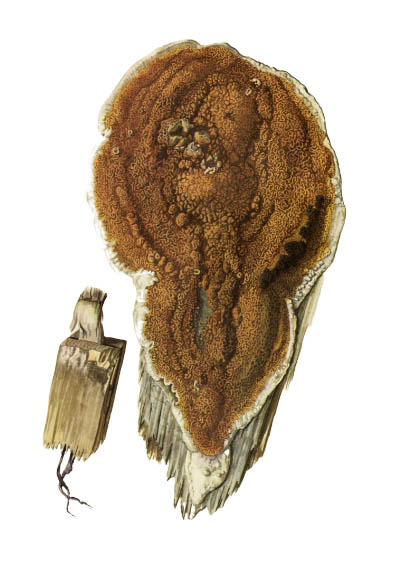 Serpula lacrymans / Домовой гриб